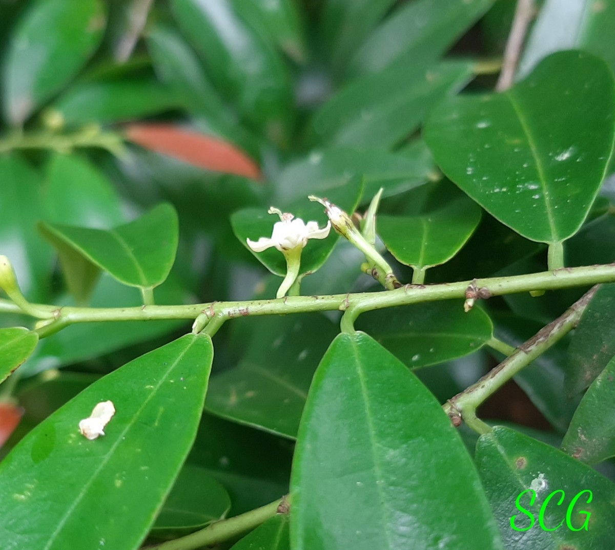 Erythroxylum zeylanicum O.E.Schulz